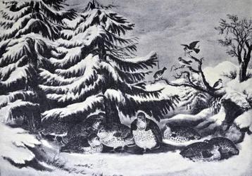Innevato, gallo cedrone in inverno
